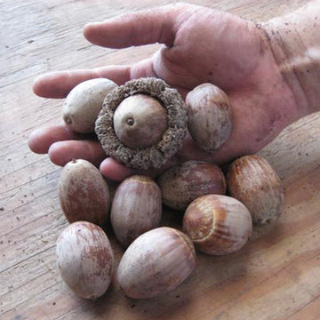 Image of Mastadon Burr oak acorn.